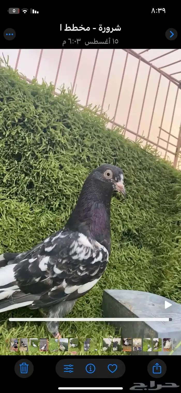 حمام باكستاني فاخر اساسا  من برع شروره طيورا مستويات 8