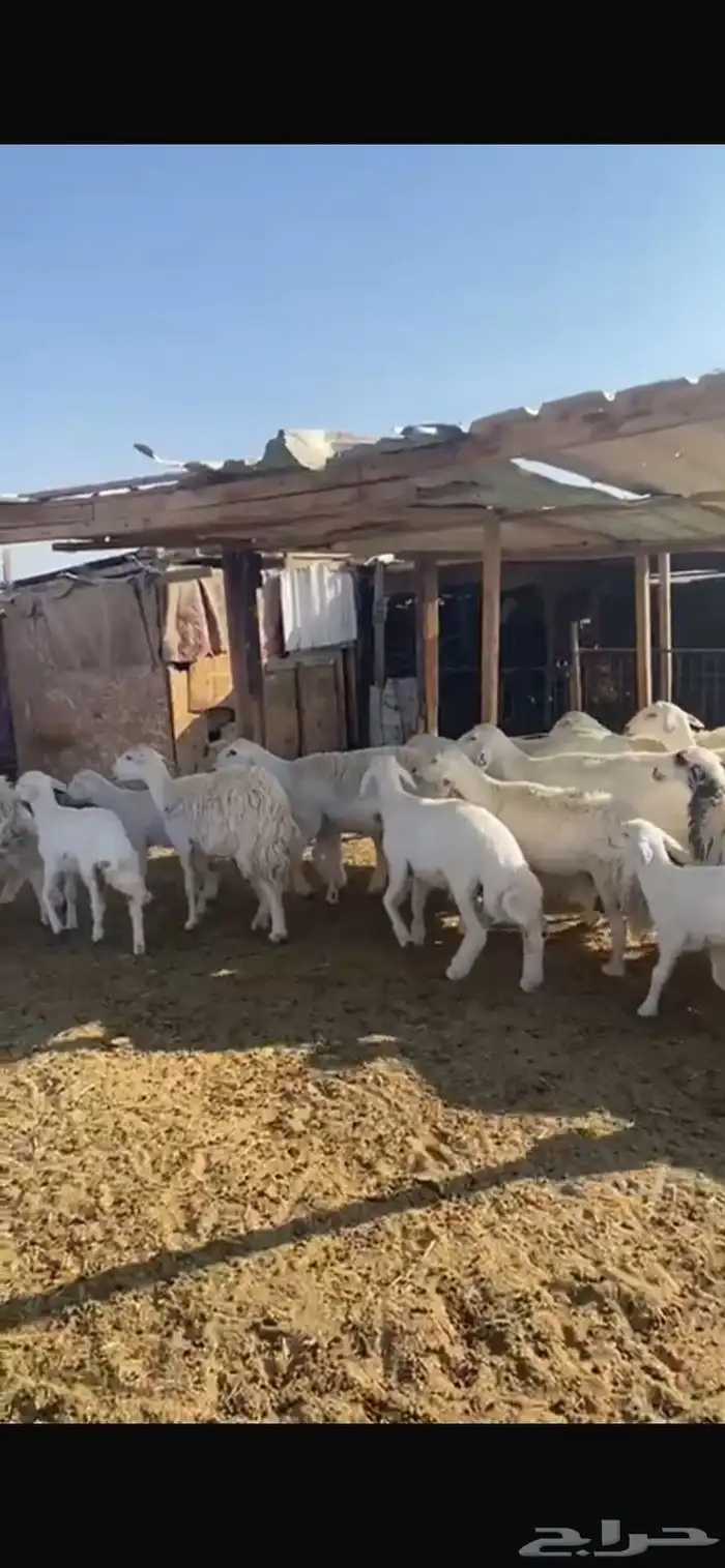 حريات متابيع 11 معها 13 7