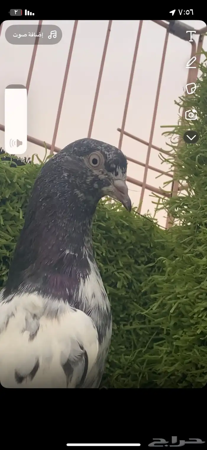 حمام باكستاني فاخر اساسا  من برع شروره طيورا مستويات 24