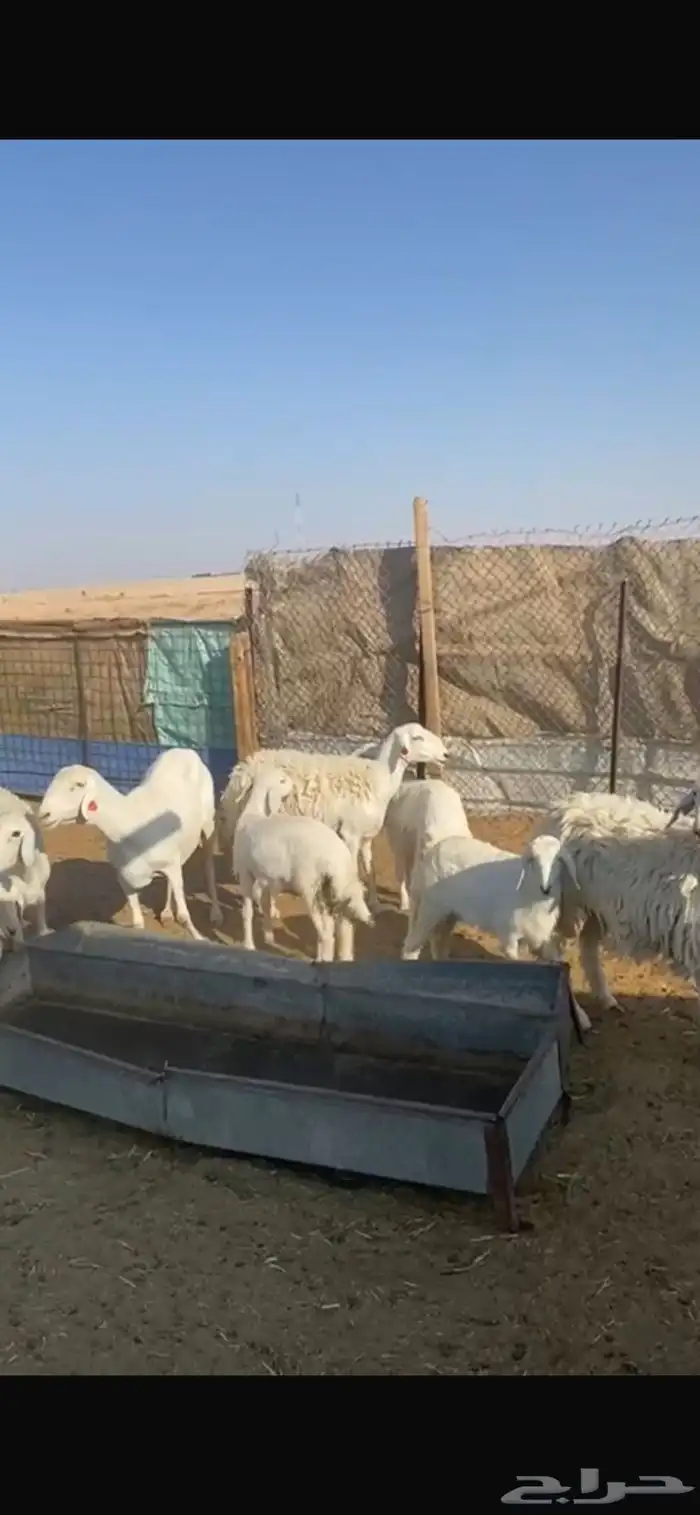 حريات متابيع 11 معها 13 1