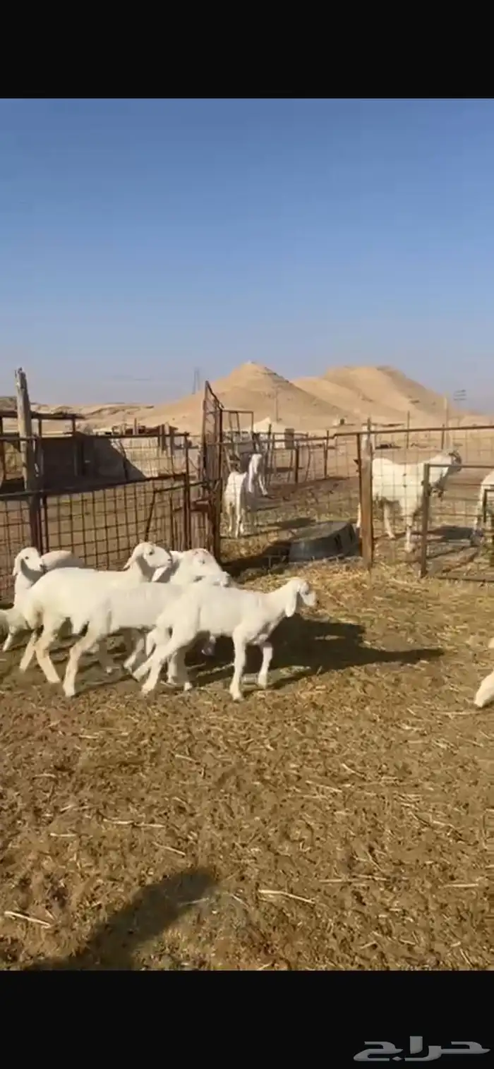 حريات متابيع 11 معها 13 5