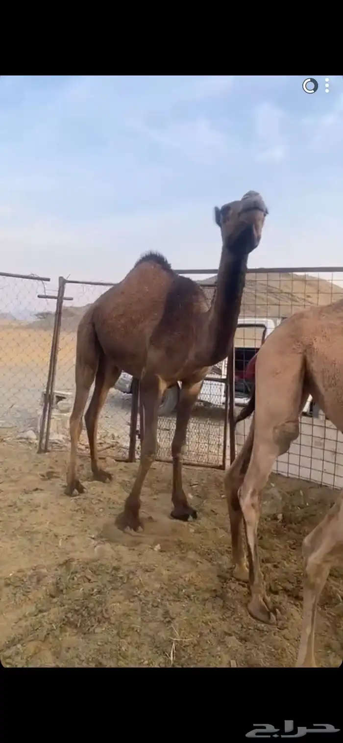 بكره حقه حايل طيبه 0