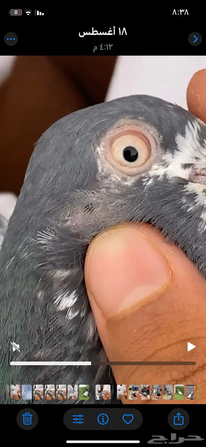 حمام باكستاني فاخر اساسا  من برع شروره طيورا مستويات 7