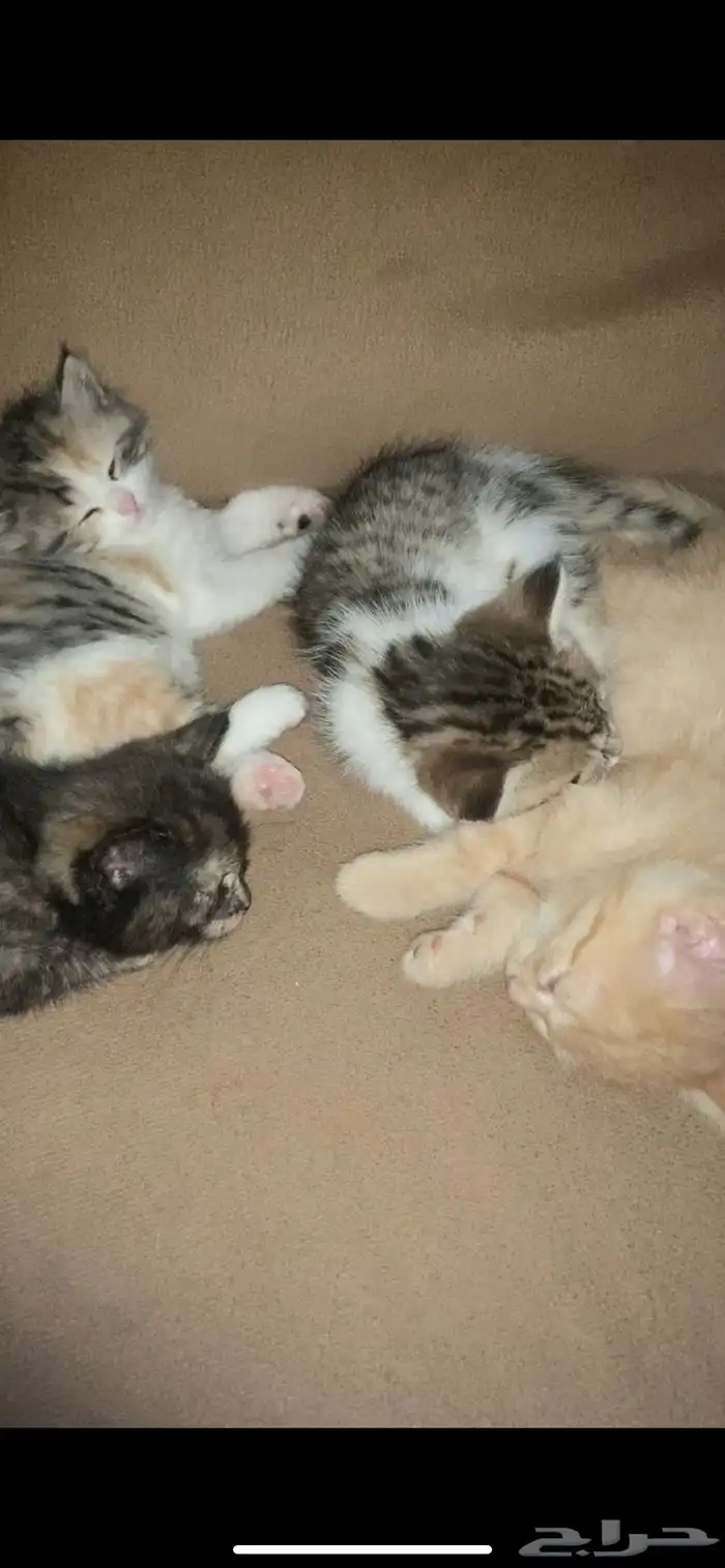 5 قطط   ام وعيالها 1