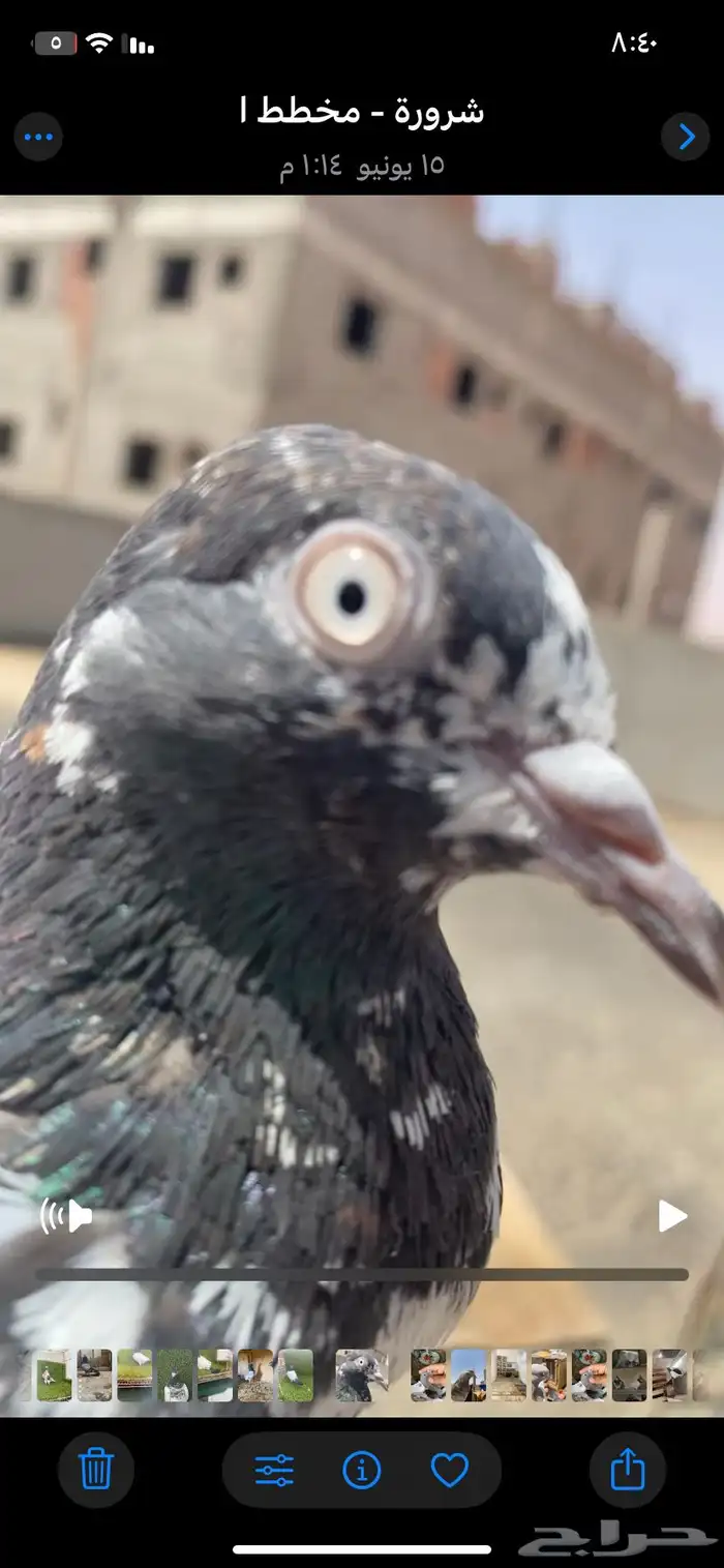 حمام باكستاني فاخر اساسا  من برع شروره طيورا مستويات 4