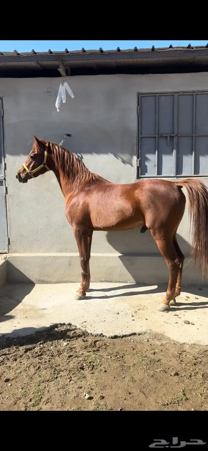 حصان ومهر للبيع 3