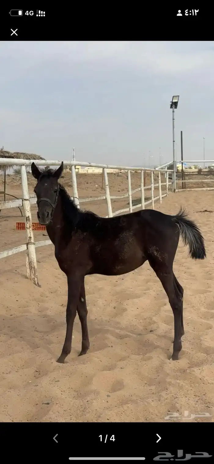 فرس مع مهرها 0