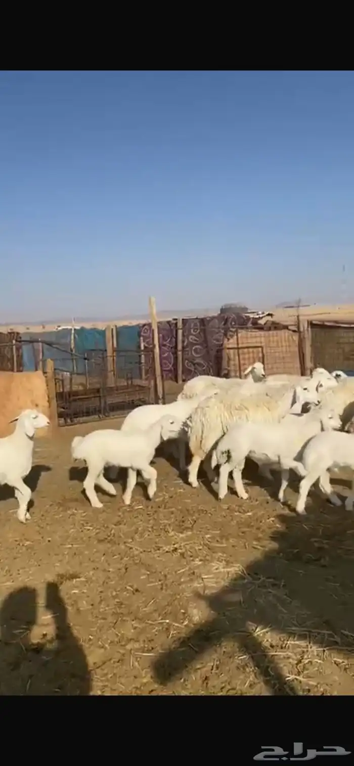 حريات متابيع 11 معها 13 0