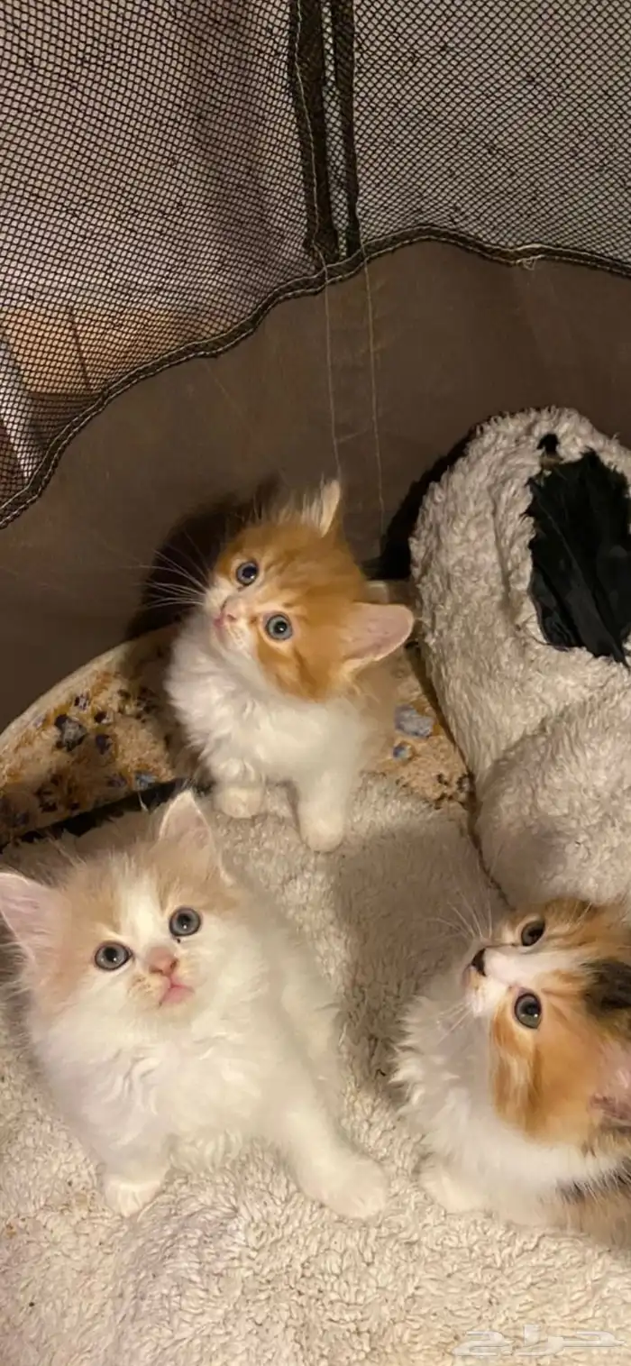 3قطط للبيع 11