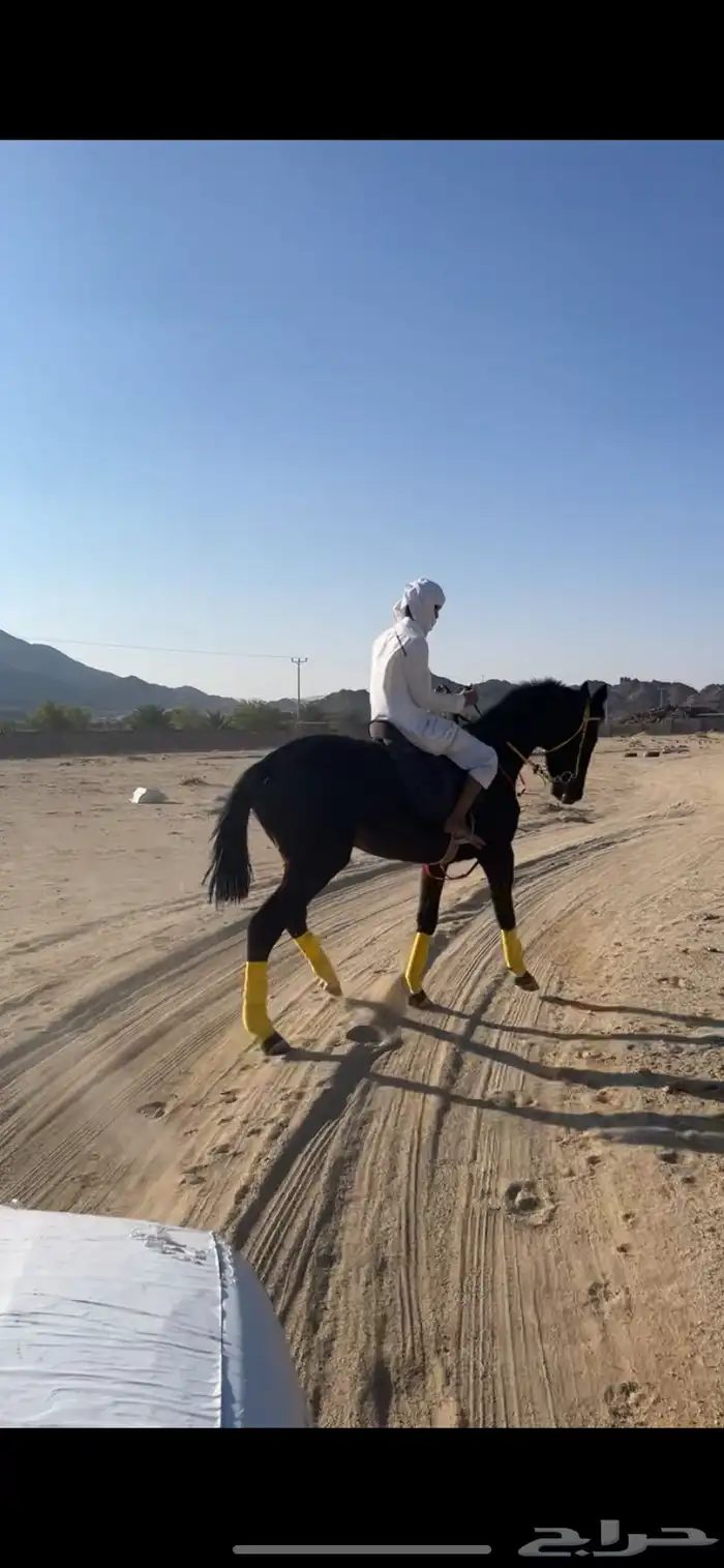 حصان مشروك للبيع تبغاء علومه اتصل على رقمي وسبب البيع ضرف 0