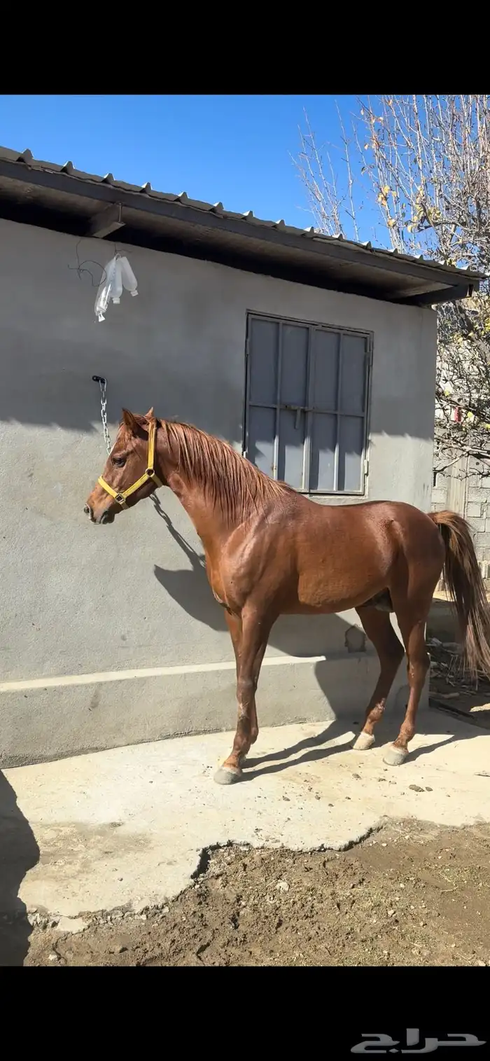 حصان ومهر للبيع 1