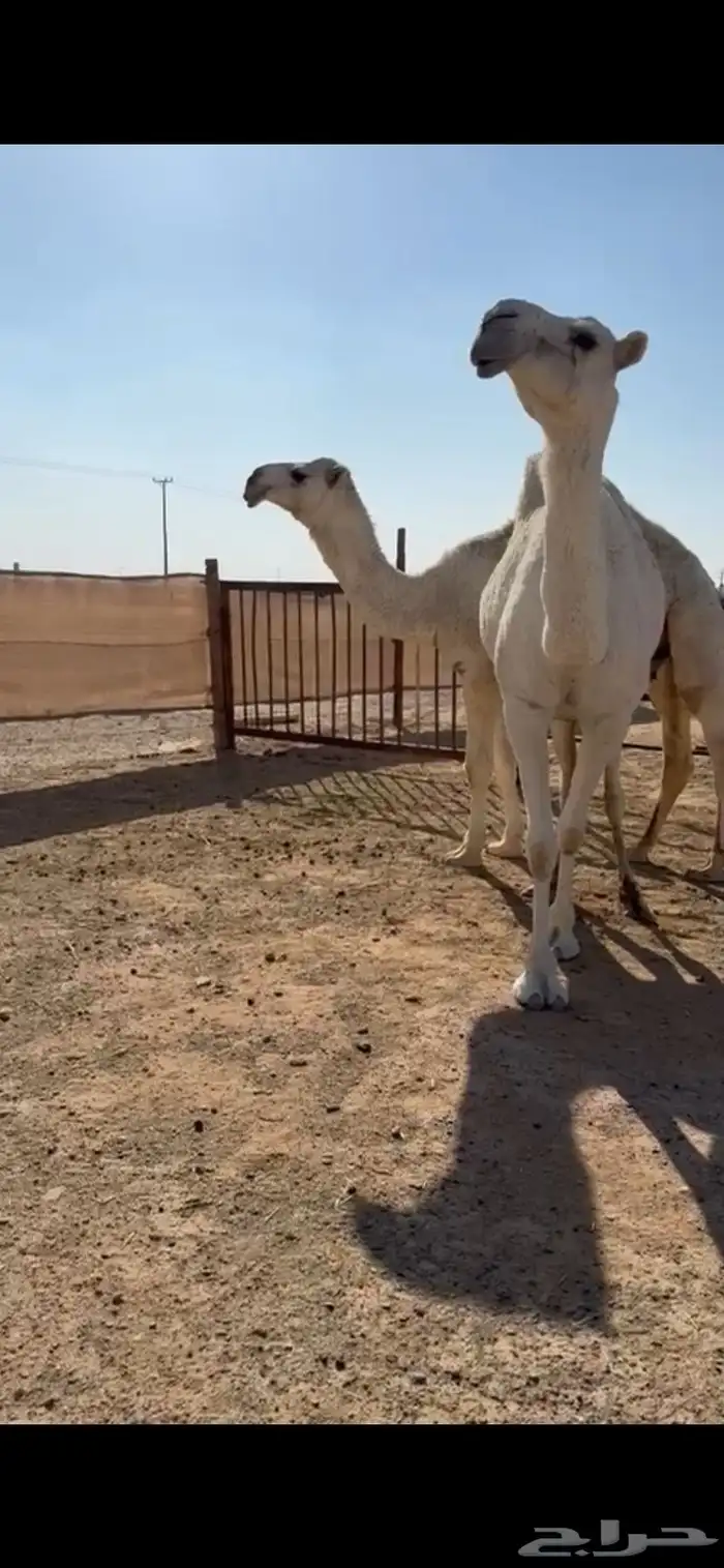 عشراء تحتها قعود حق باتلي 0