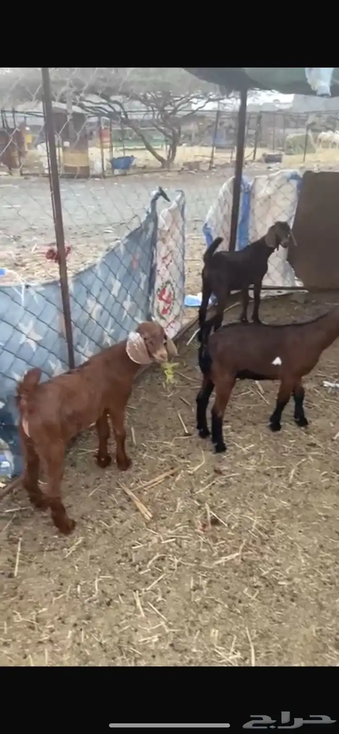 بهم صحه ممتاز الحمدلله ماتشكو من اي شي 2