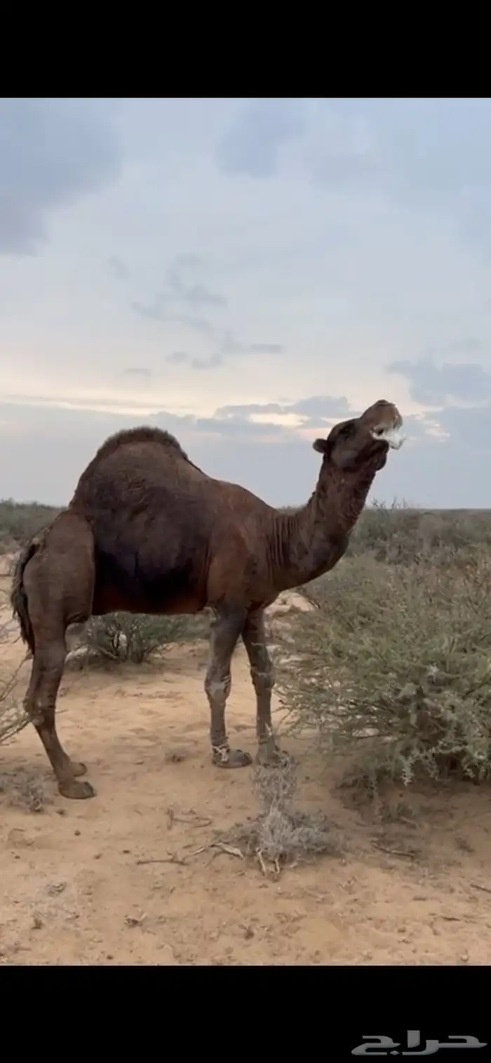 بعير ساحلي مشروط 1