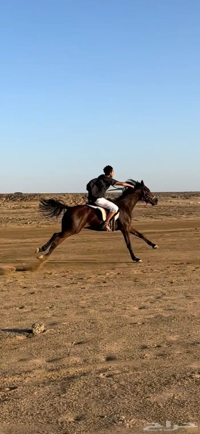 تدريب خيول 1