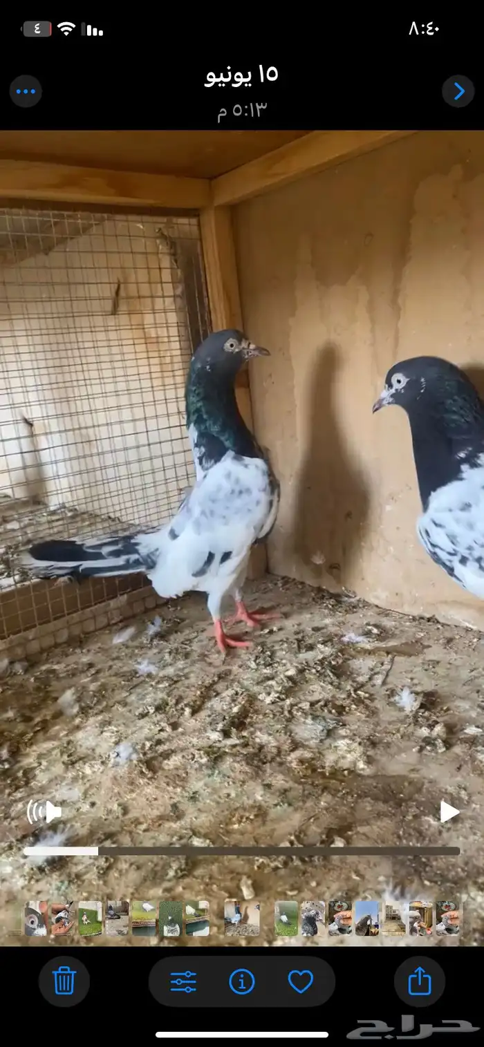 حمام باكستاني فاخر اساسا  من برع شروره طيورا مستويات 0