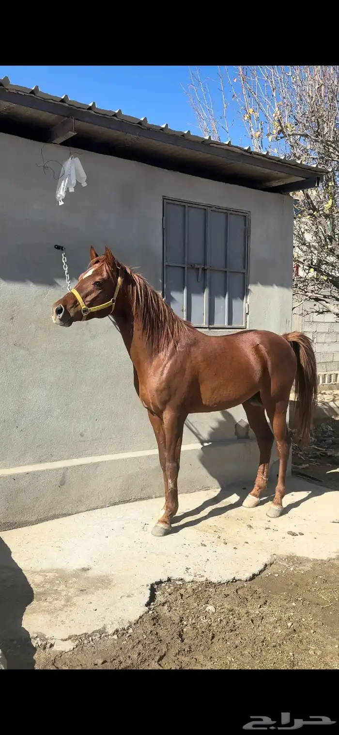 حصان ومهر للبيع 2