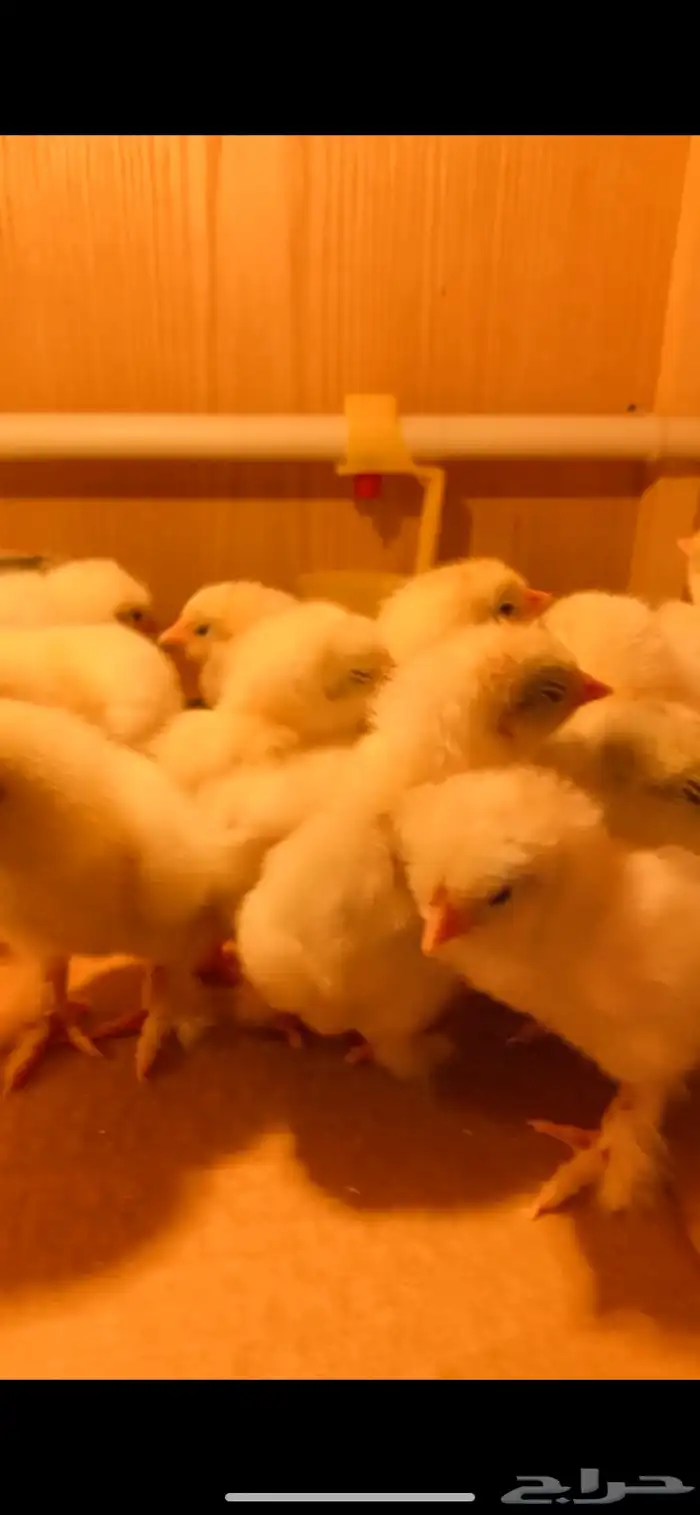 فروخ براهما كولومبي لايت سلالة اصيلة 8