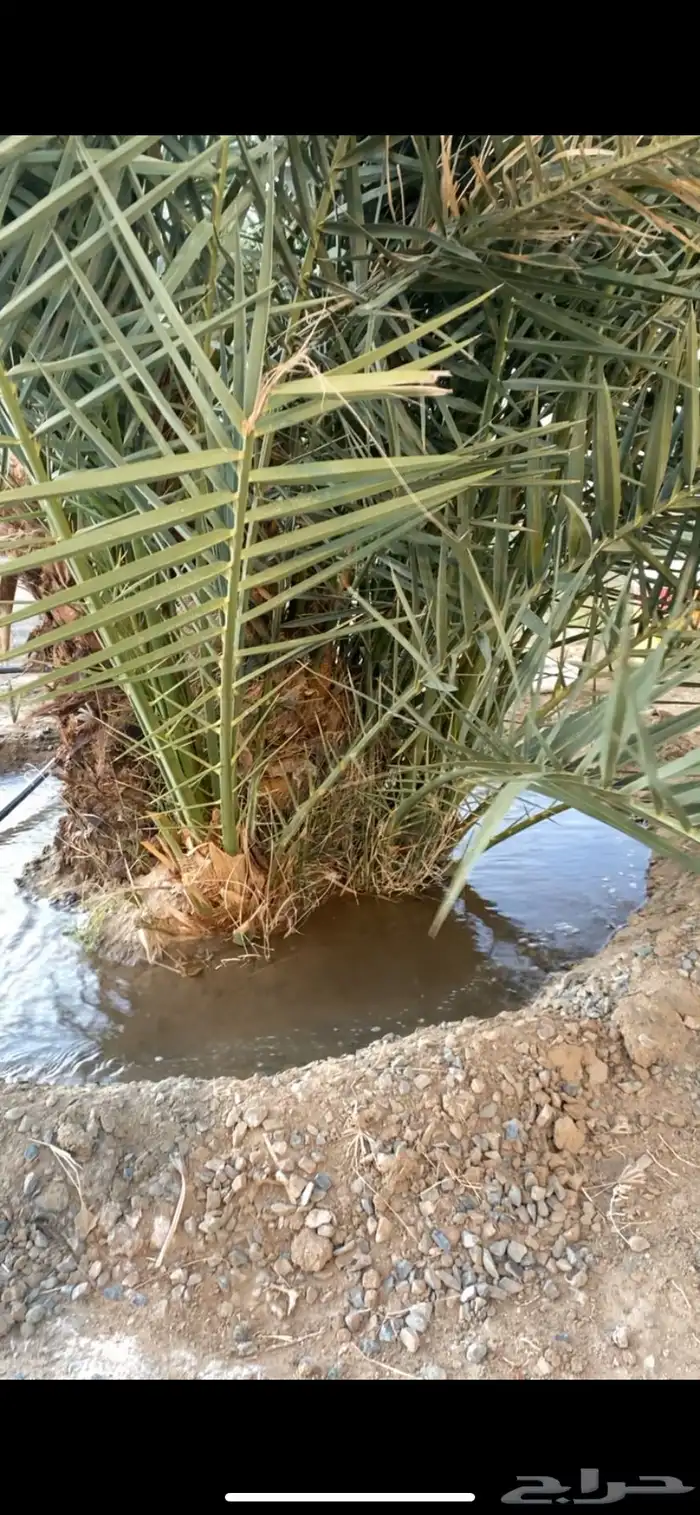 نخل جثيث برني كفو 2