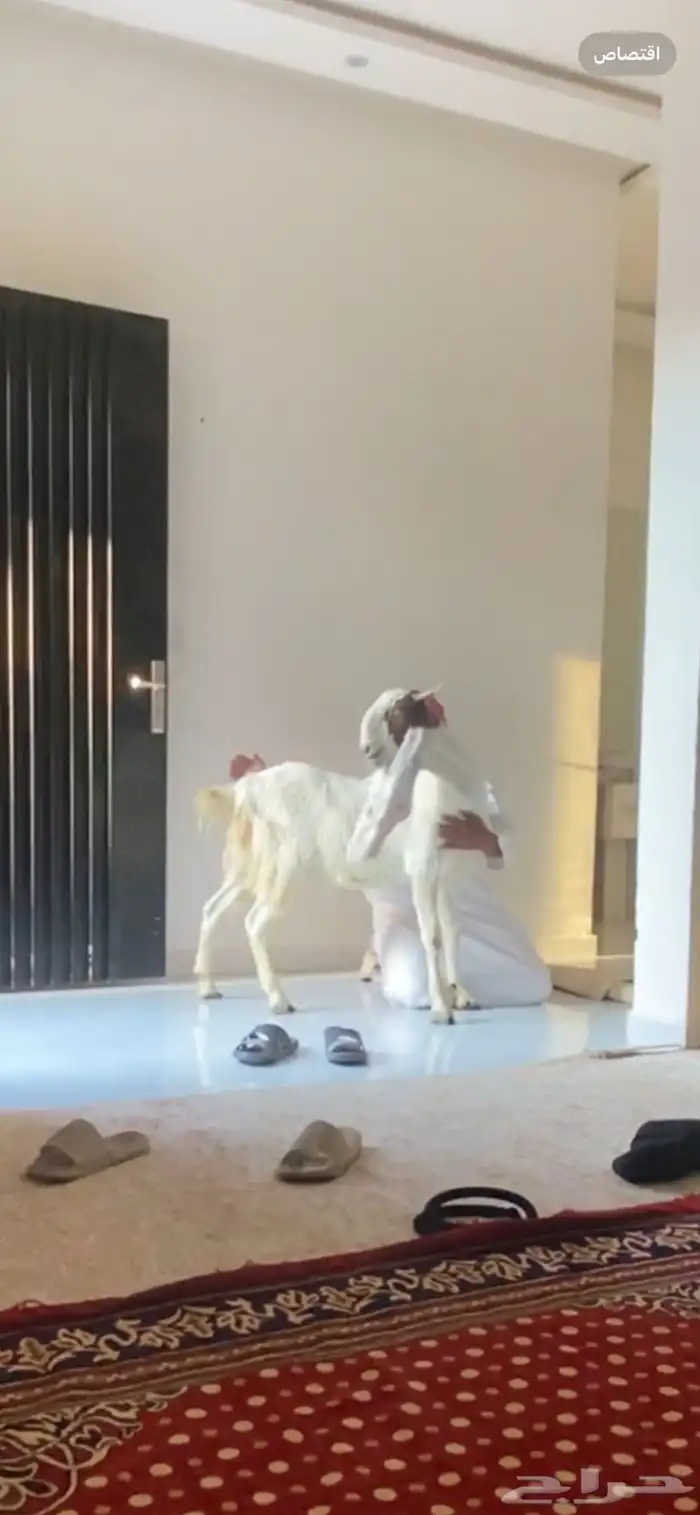 معزاء صنف سديس ولاده وثنيه في بطنها ثنين ي الريع الحلا غالي 1