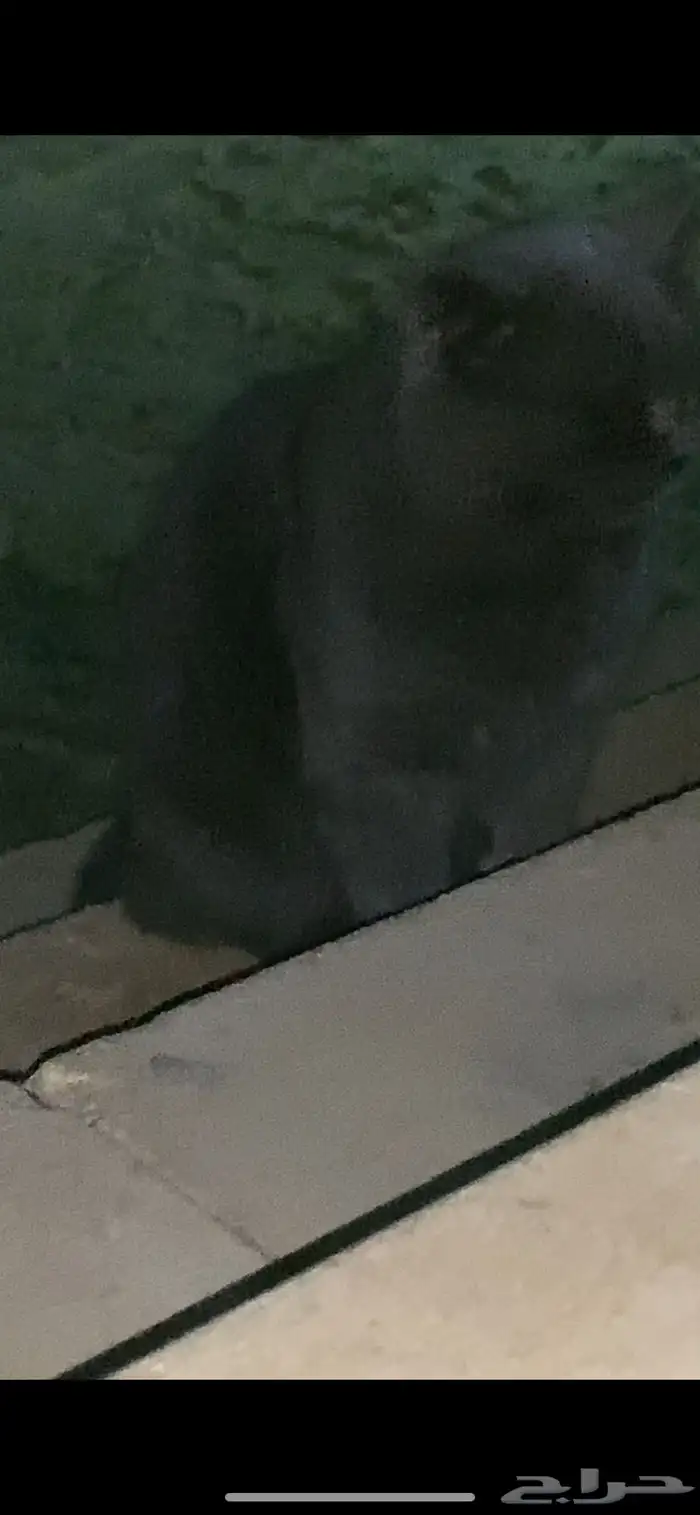 قط سكوتش فولد محتاج شخص يتبناه 1