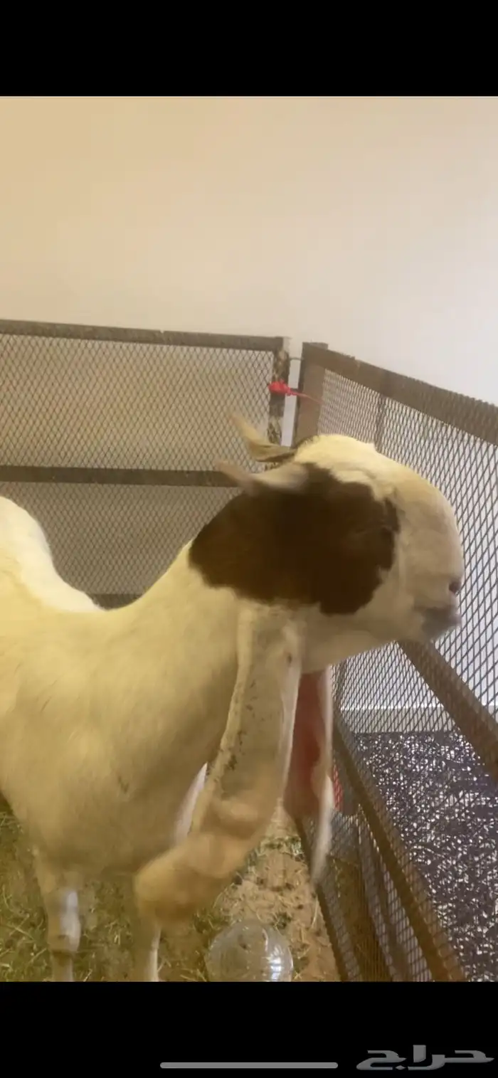 معزاء صنف سديس ولاده وثنيه في بطنها ثنين ي الريع الحلا غالي 2