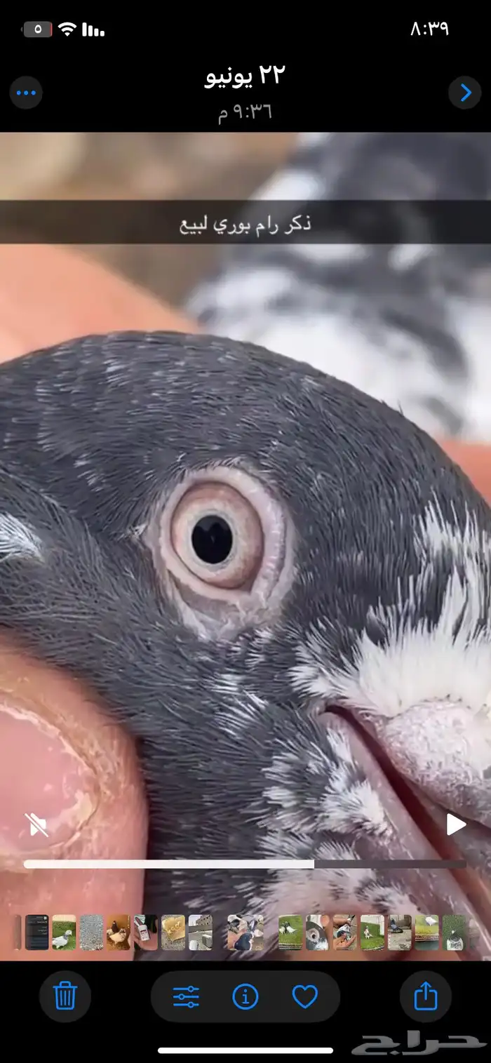 حمام باكستاني فاخر اساسا  من برع شروره طيورا مستويات 5