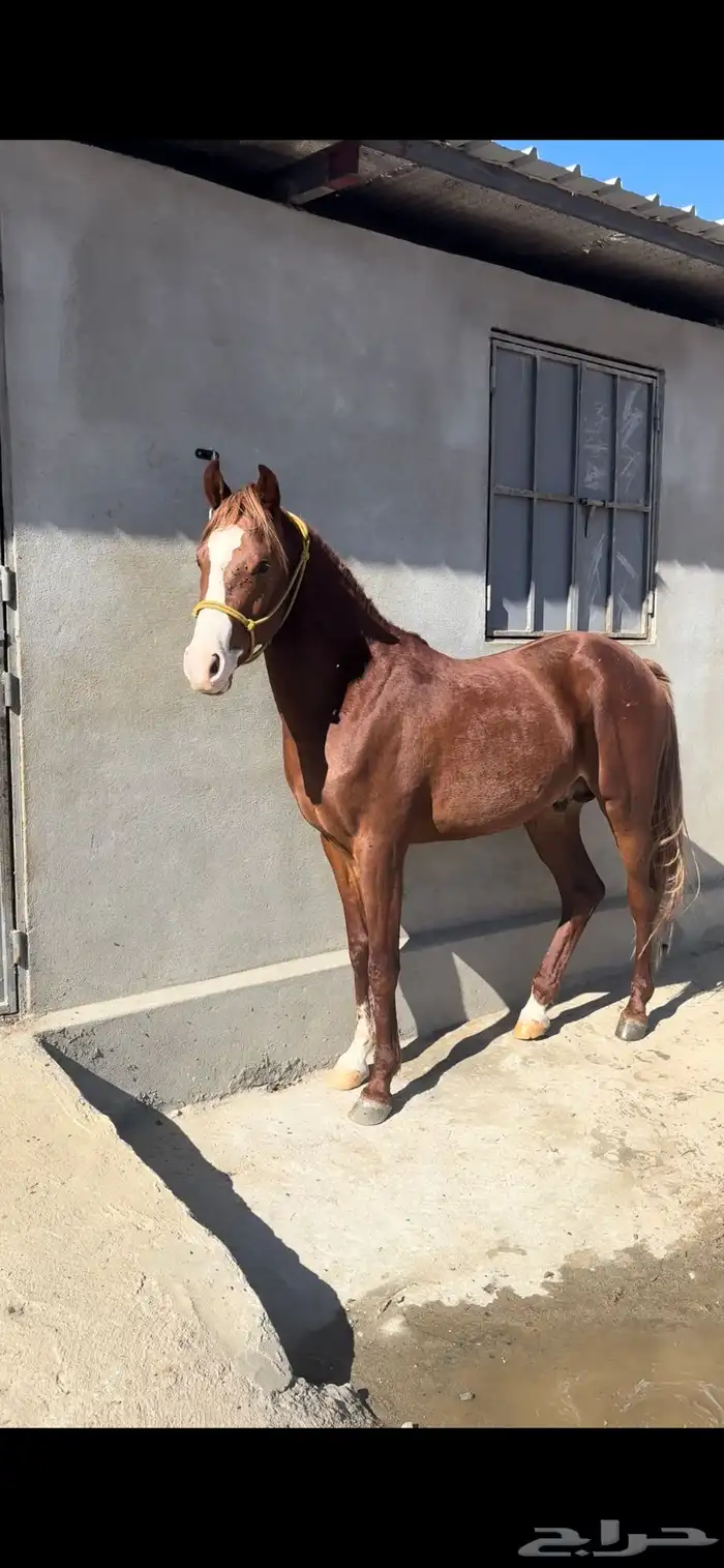 حصان ومهر للبيع 5