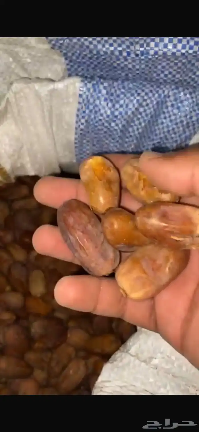 تمر سكري قربع حصد السنه هاذي 3