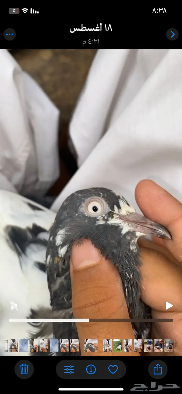 حمام باكستاني فاخر اساسا  من برع شروره طيورا مستويات 6