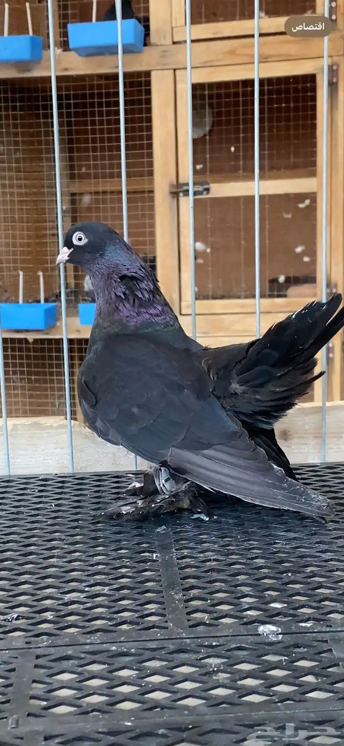 (( انثى رستوف اسود لمعه)) 1