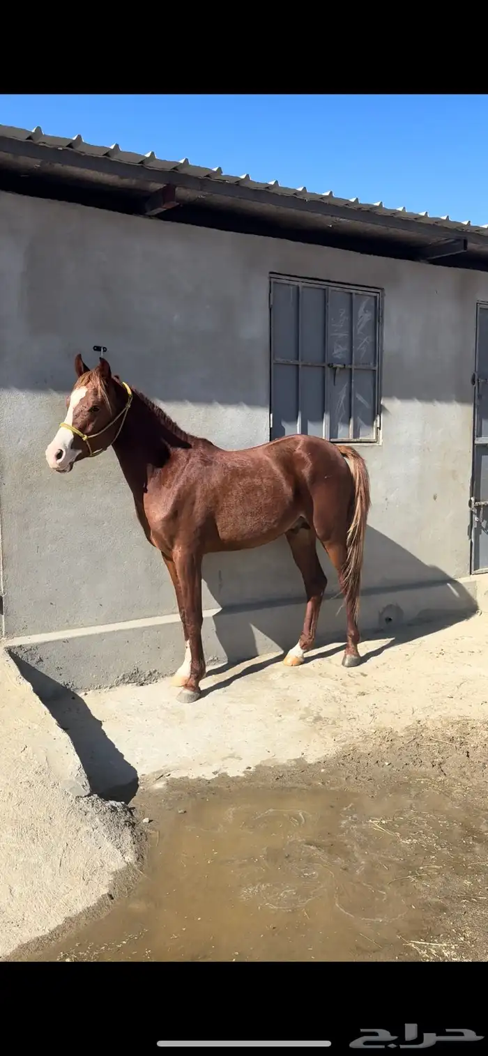 حصان ومهر للبيع 4