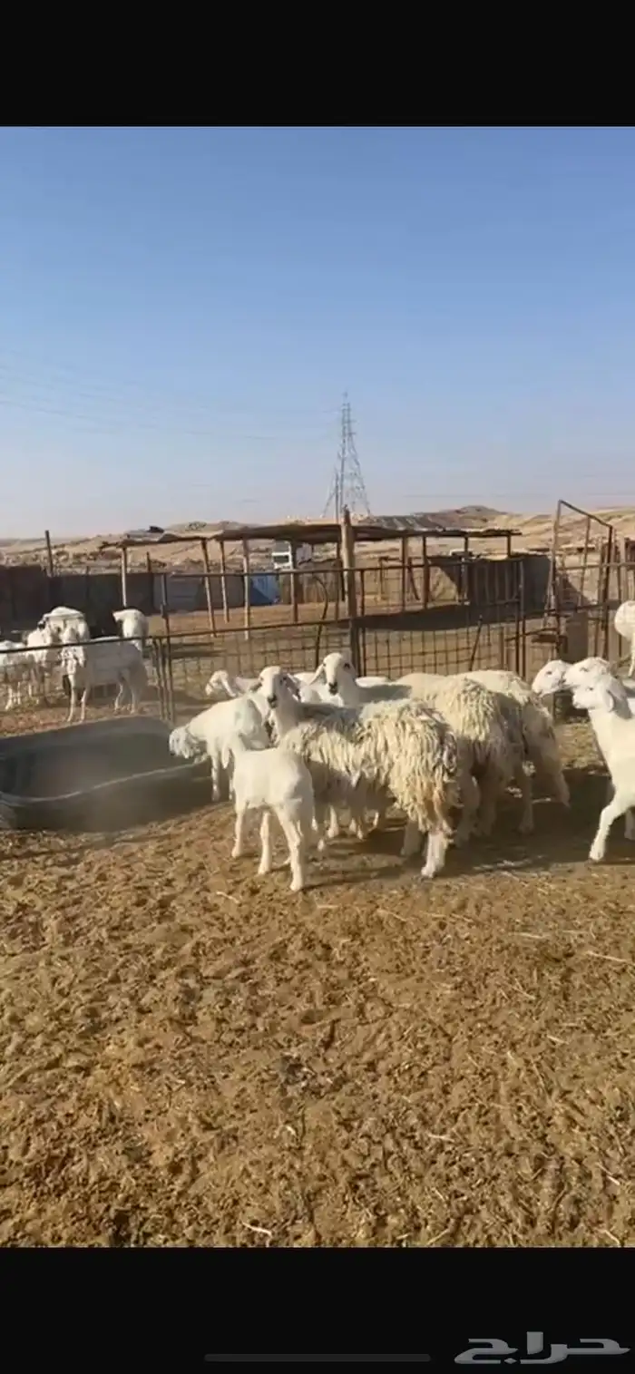 حريات متابيع 11 معها 13 8