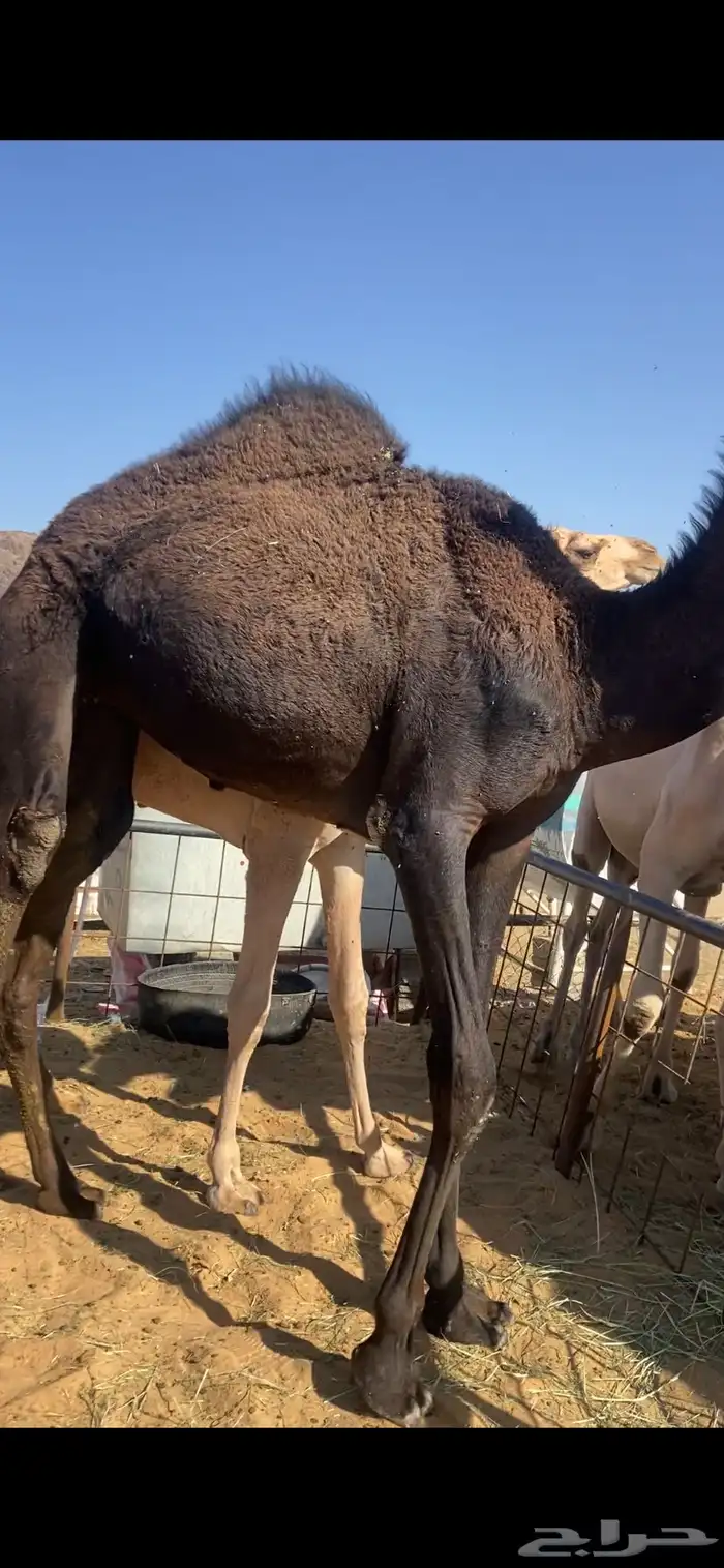 بكره مفروده كفو للبيع الحد 5500 0