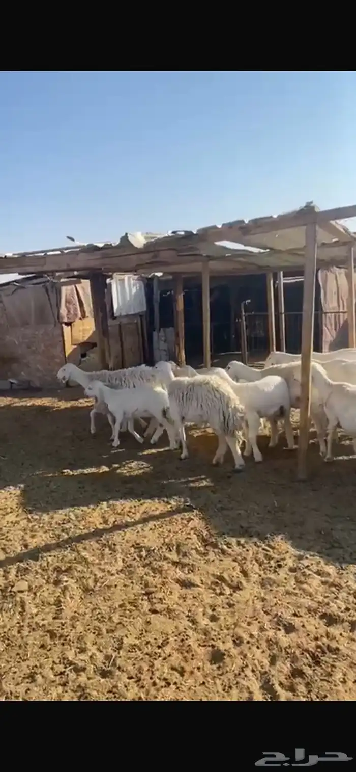 حريات متابيع 11 معها 13 6