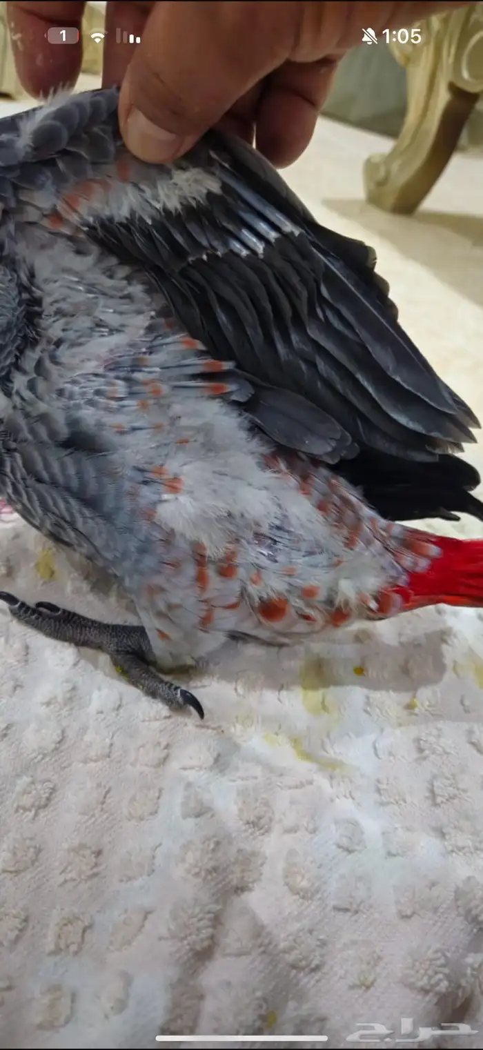 فروخ كاسكو 1