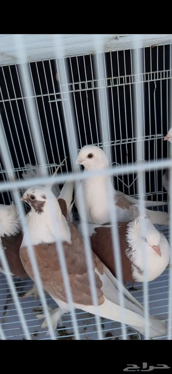 زوج لباني. زوج روماني. زوج هجين ايراني مع روماني 0