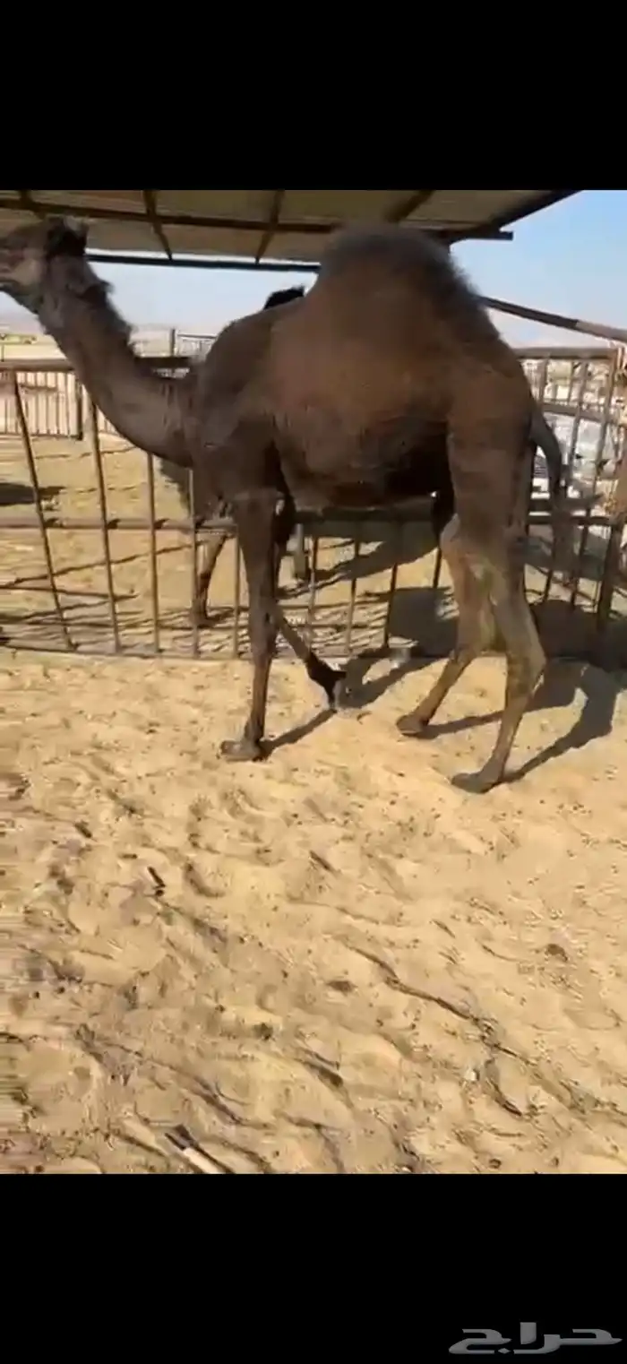 قعدان وبكار للبيع كفو فل مغلقه التواصل اتصال 3