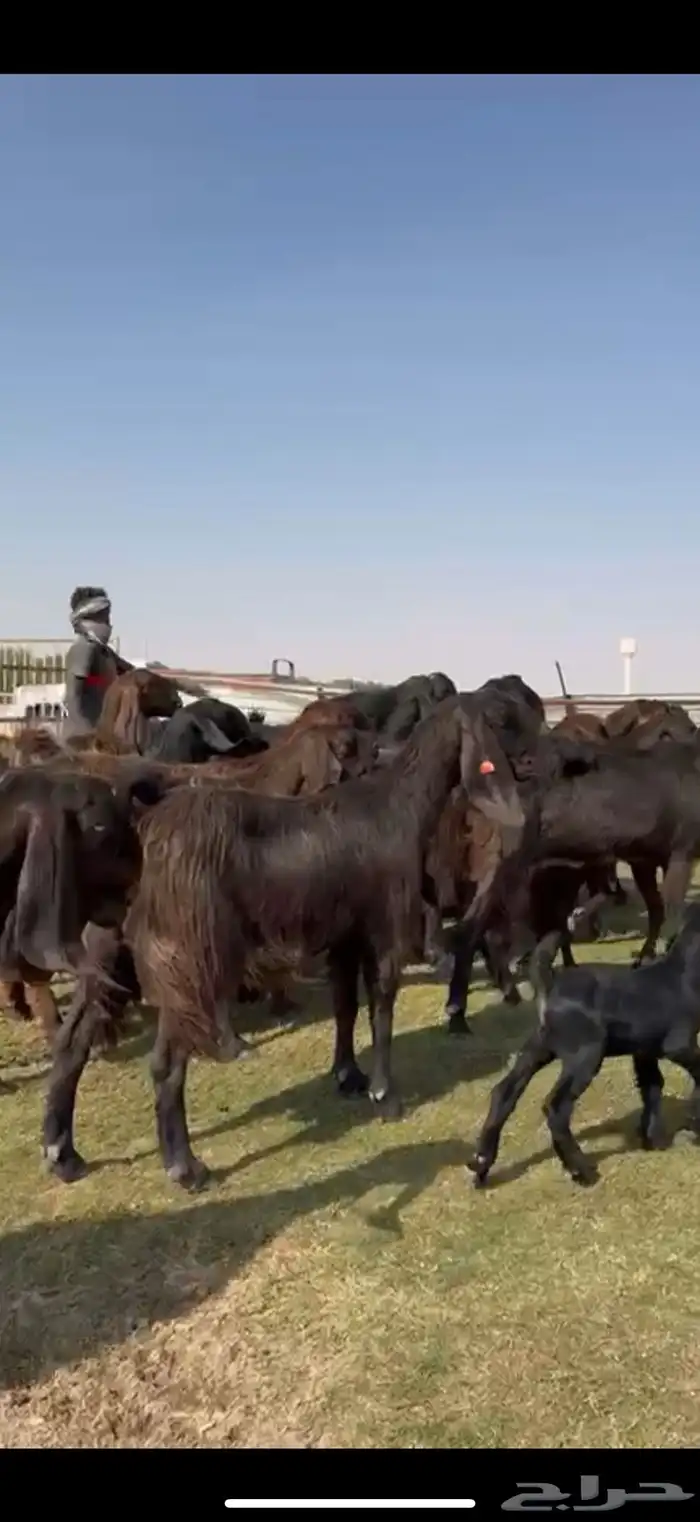 مصريات جم بيور دهم ودبس 1