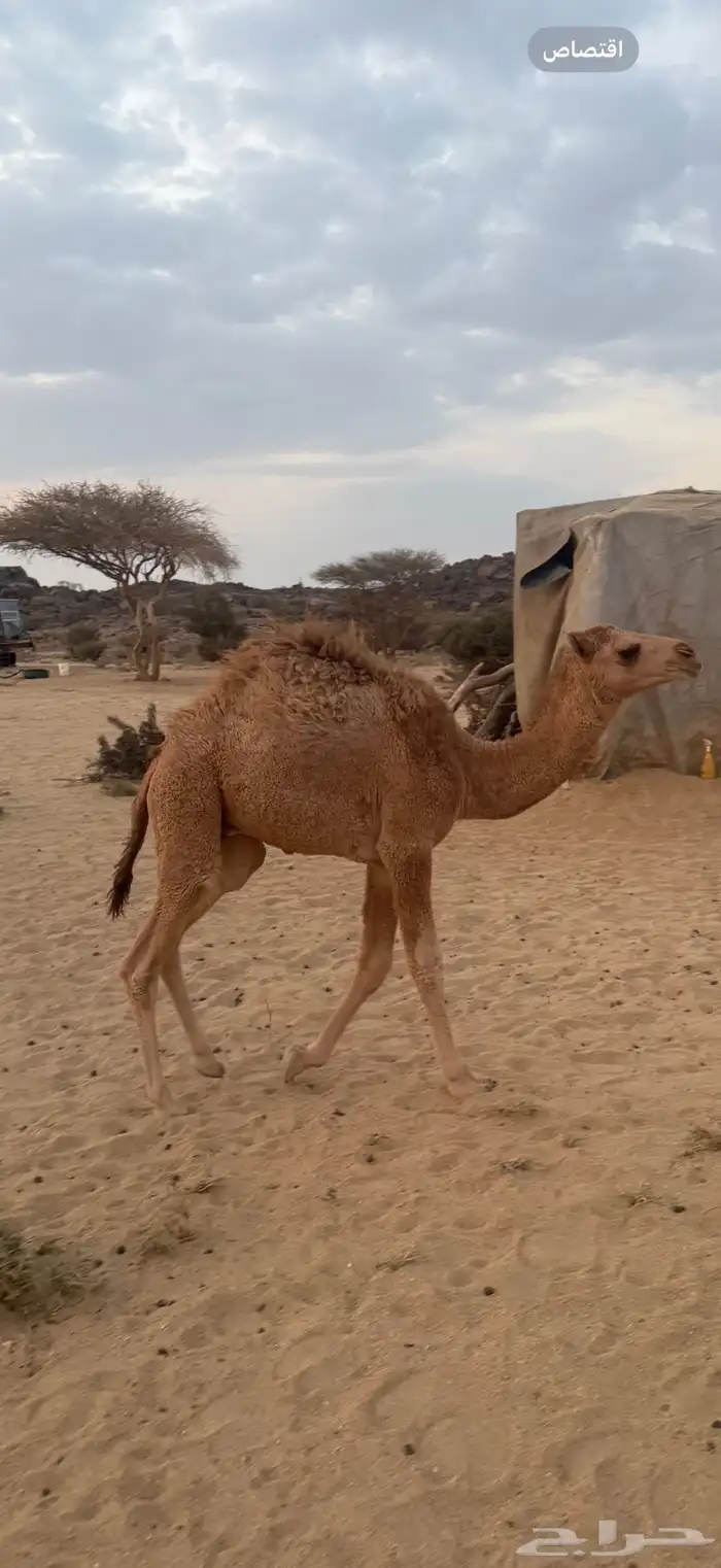 قعود للبيع الموقع ابوراكة جنوب الطايف 0