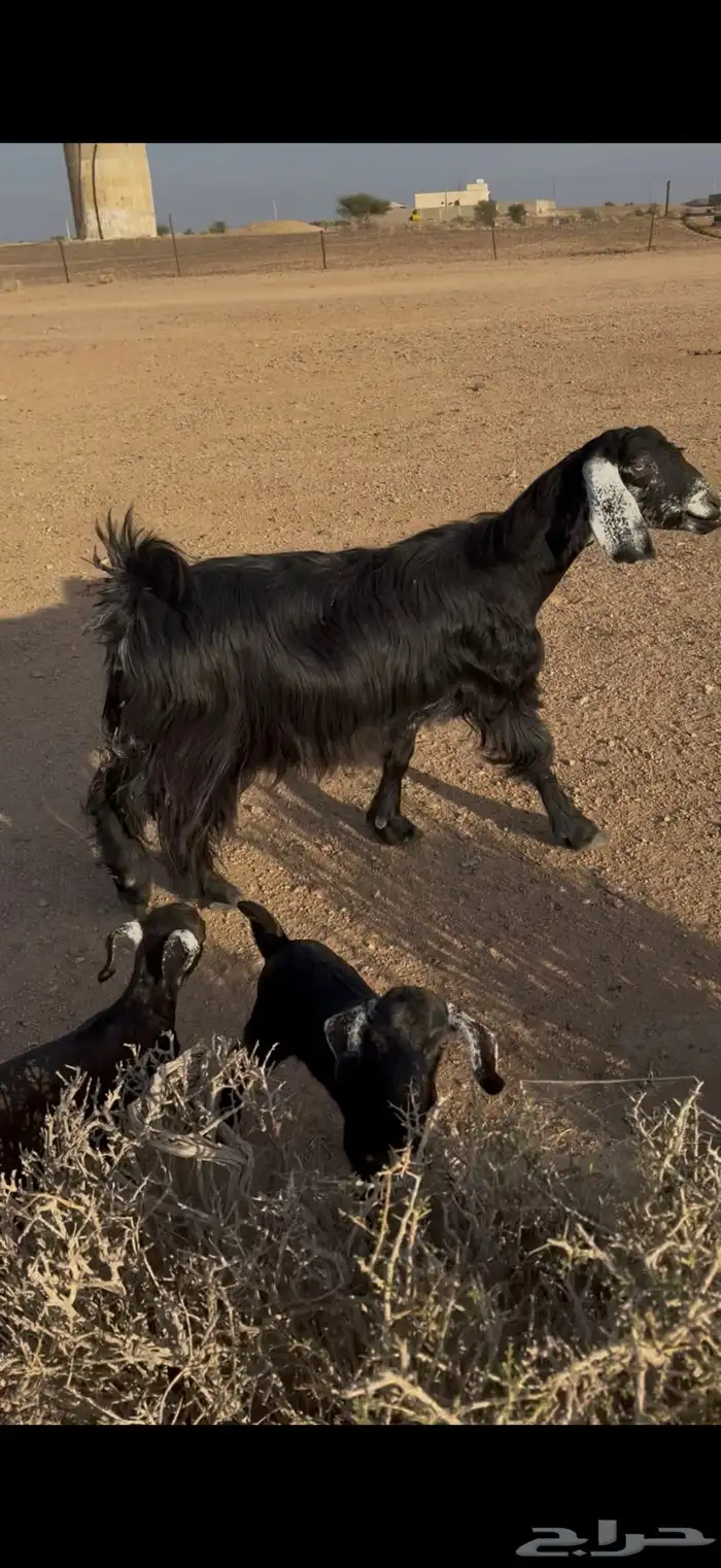 عنز خلفه روم و سلم معها تيس ر جفره 0