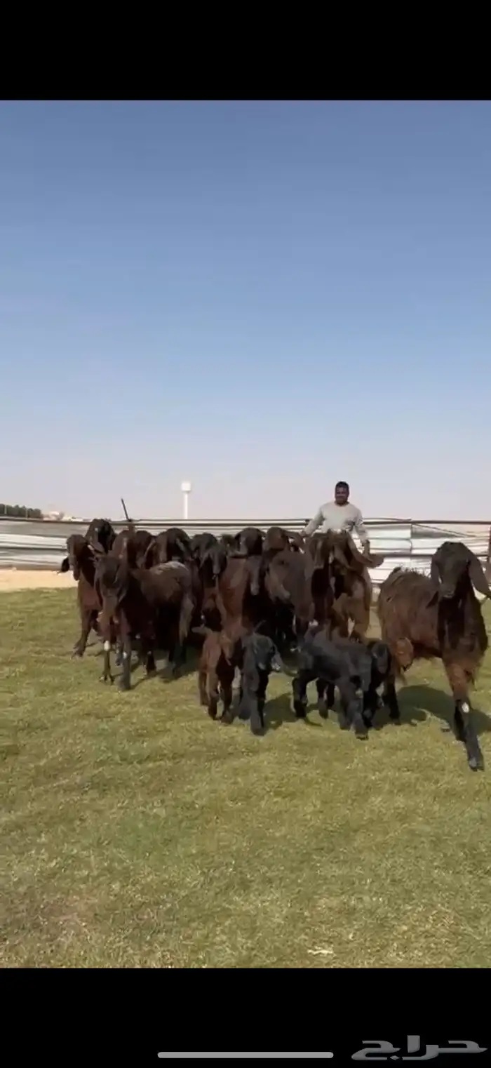 مصريات جم بيور دهم ودبس 13