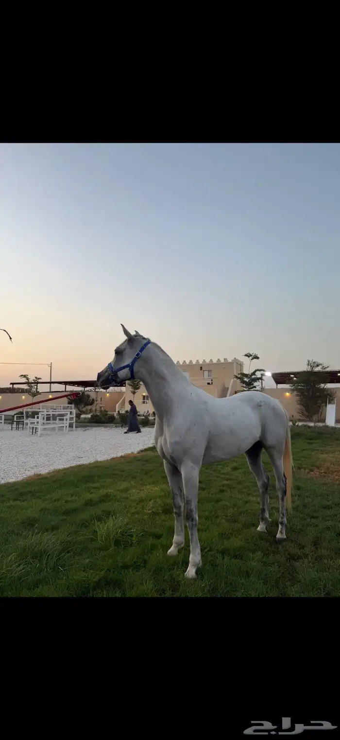 حصان اصفر للبيع 2