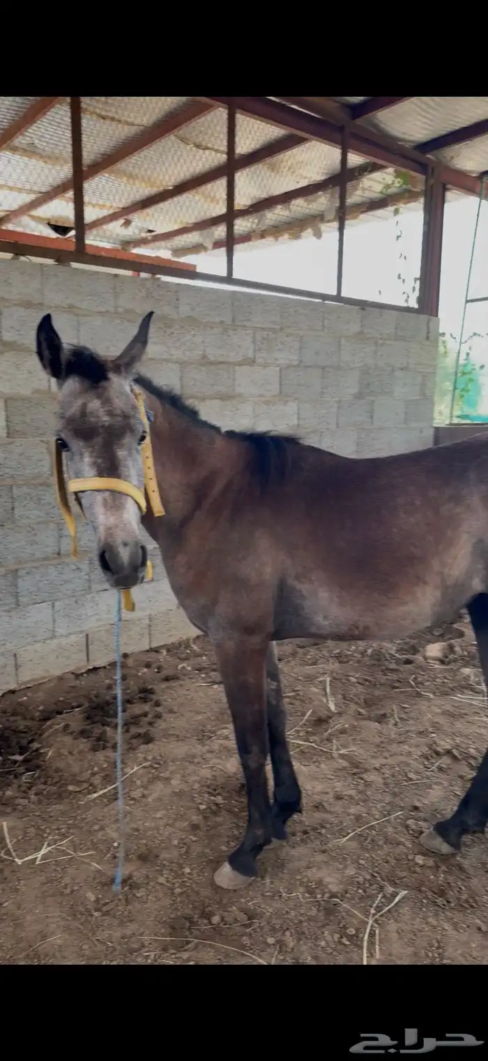 خيل ومهره للبيع 7