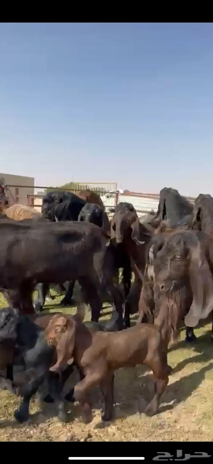 مصريات جم بيور دهم ودبس 15