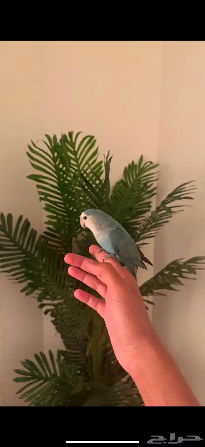طيور وببغوات اليفه جدا ومتكلمه 1