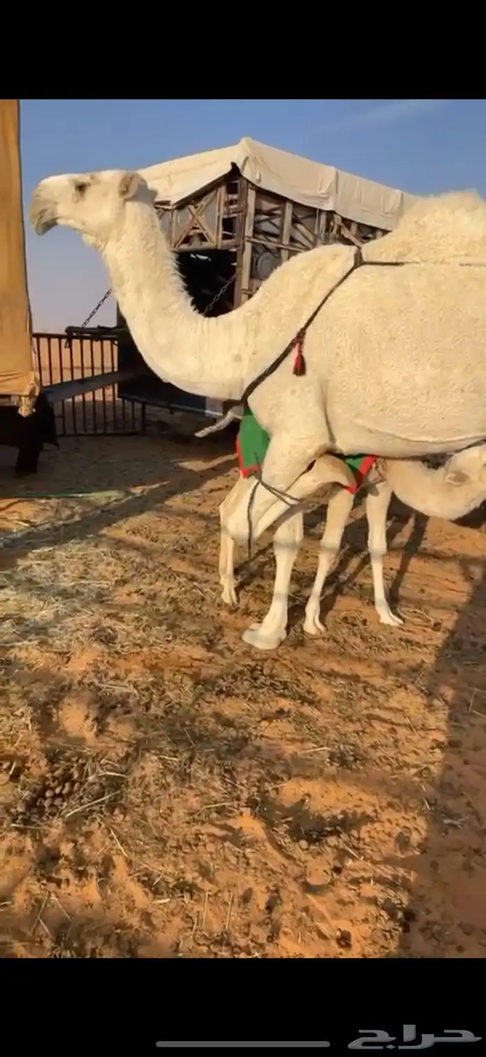 خلفه بكر للبيع 0