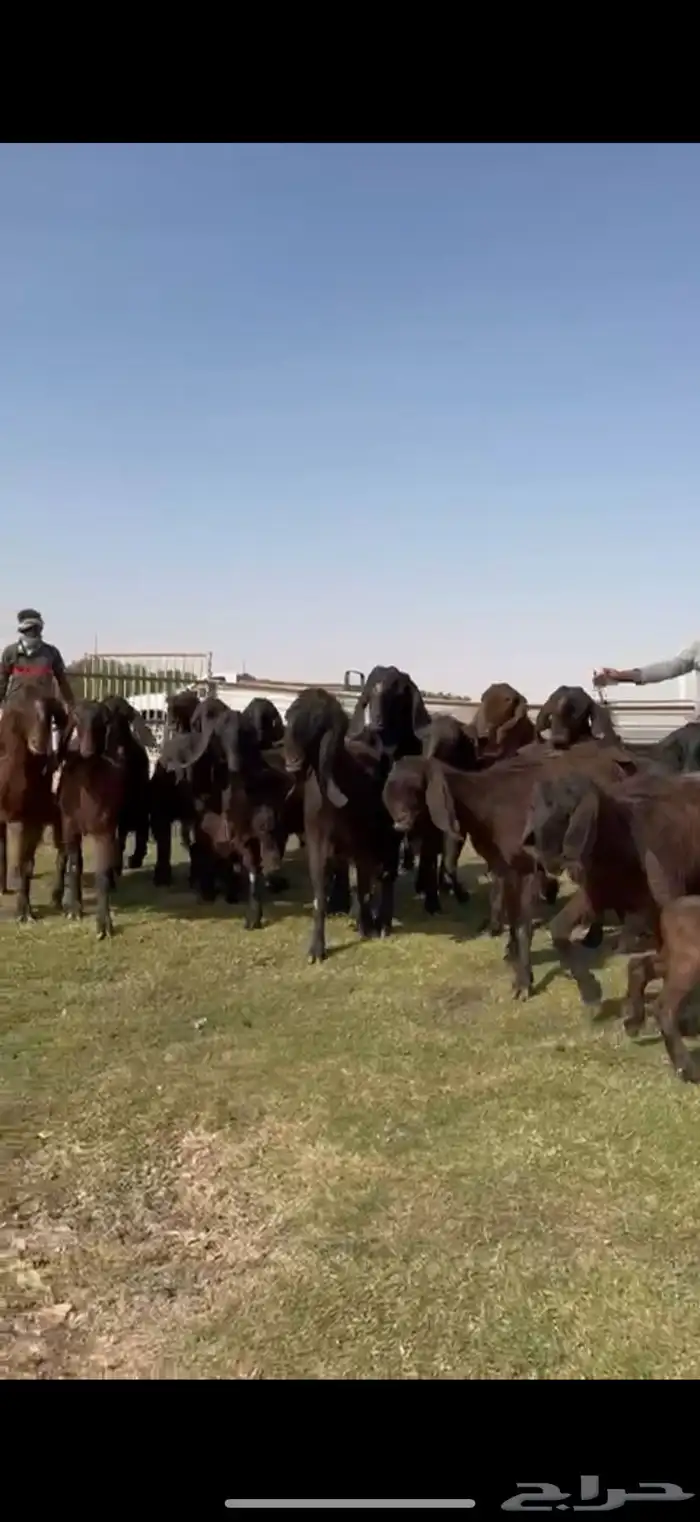 مصريات جم بيور دهم ودبس 14