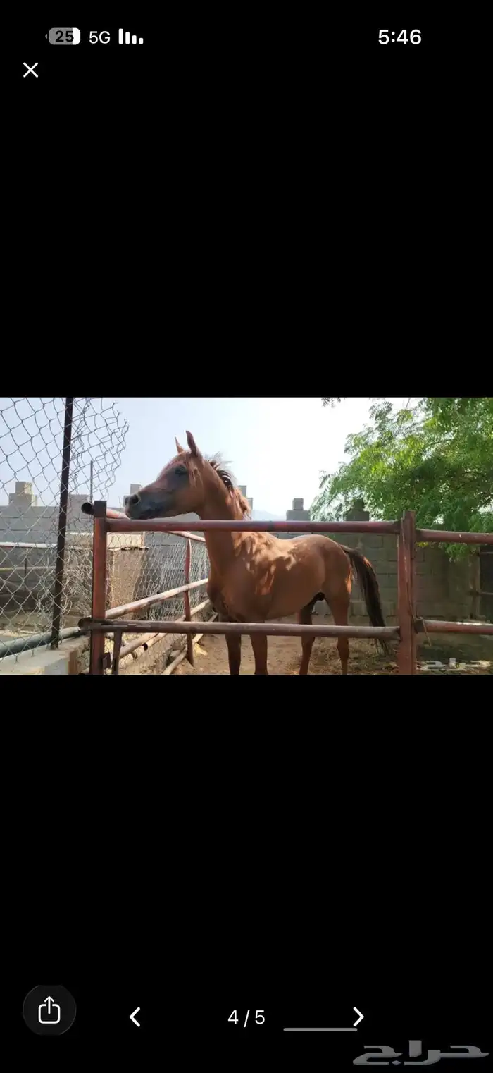 خيل ومهره للبيع 3