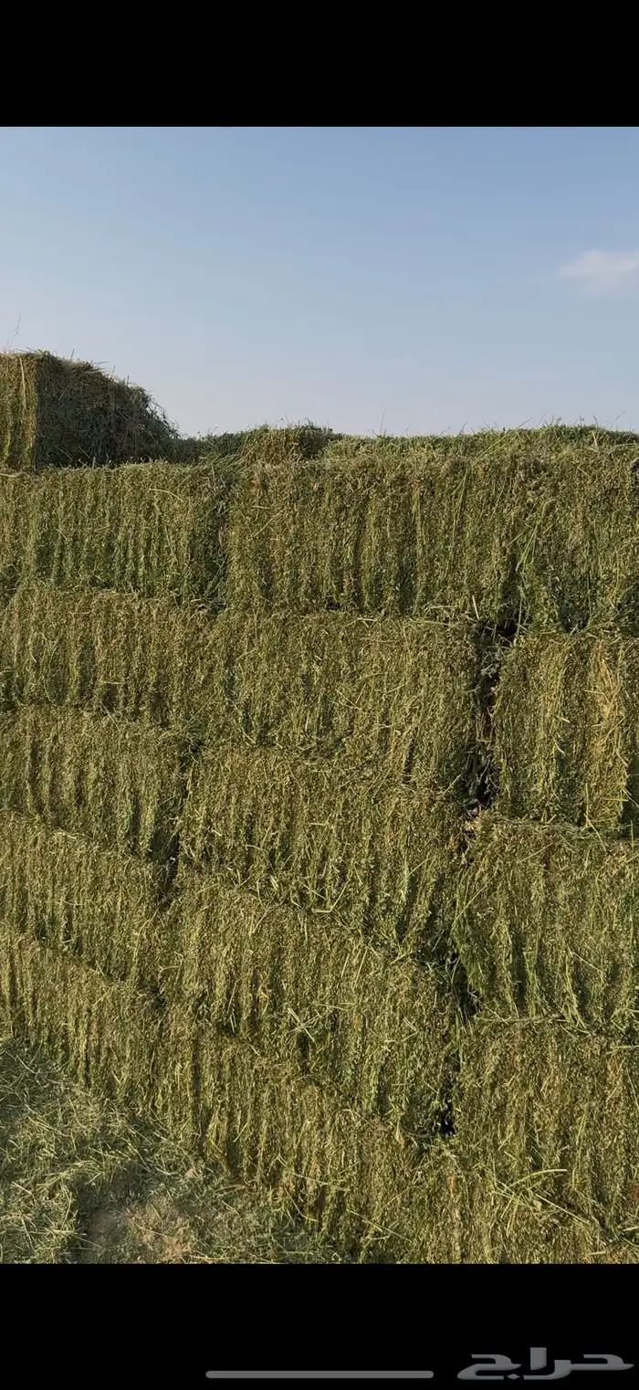 برسم مخلوط شد 80 0